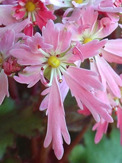 大文字草 天女の舞