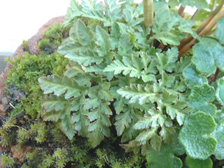 フユノハナワラビ 栄養葉