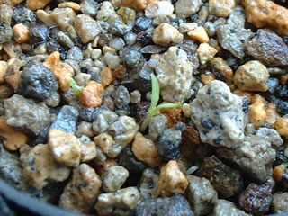 タカネビランジの子葉