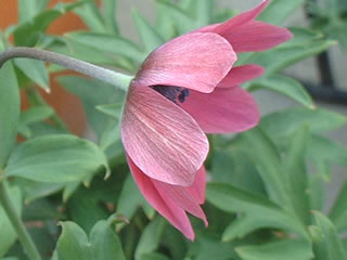 アネモネ フルゲンス