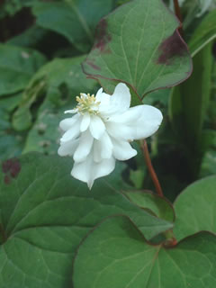 八重咲きドクダミ