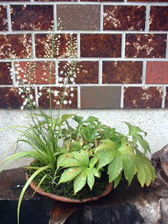 ハナゼキショウ（花石菖）