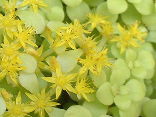 オウゴンマルバマンネングサ（黄金丸葉万年草）