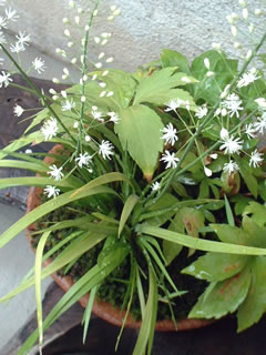 ハナゼキショウ（花石菖）