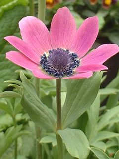 アネモネ フルゲンス