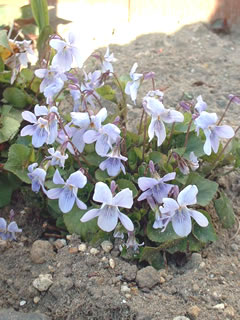 タチツボスミレ（立坪菫）