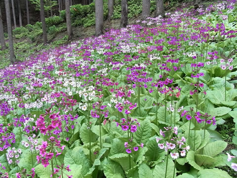 宇津江四十八滝・山野草園のクリンソウ