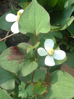 ドクダミの花と葉