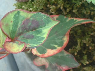 ゴシキドクダミ・カメレオン