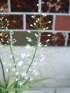 ハナゼキショウ（花石菖）