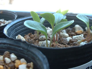 ヘレボルス　オリエンタリス（Helleborus orientalis）の子葉