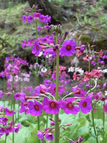 クリンソウ（九輪草）