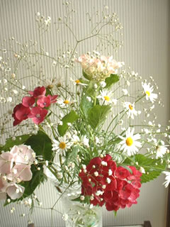 宿根カスミソウ