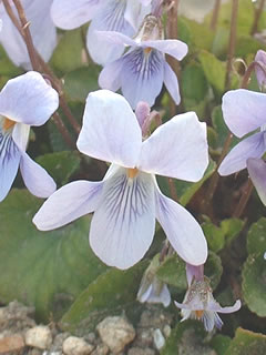 タチツボスミレ（立坪菫）