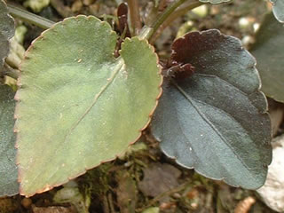 タチツボスミレとビオラ ラブラドリカの葉っぱ