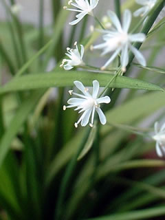 ハナゼキショウ（花石菖）