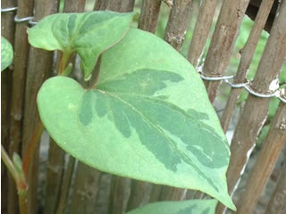 ゴシキドクダミ・カメレオン