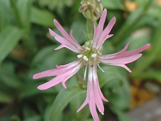 リクニス フロスククリ（カッコウセンノウ）