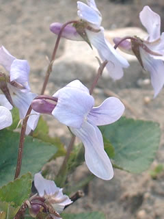 タチツボスミレ（立坪菫）