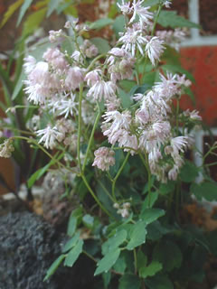 ツクシカラマツ（筑紫唐松）