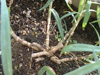 宿根カスミソウ