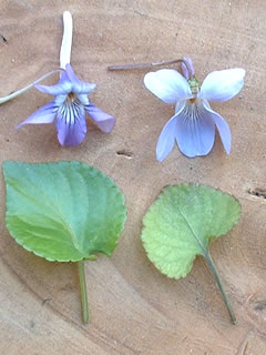 ナガハシスミレとタチツボスミレ