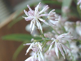 ツクシカラマツ（筑紫唐松）