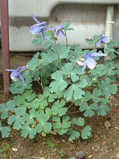 オダマキ（苧環）