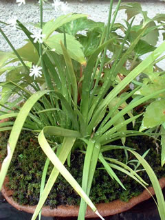 ハナゼキショウの葉