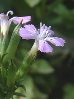 ハマナデシコ（浜撫子）