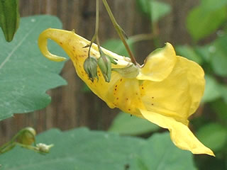 キツリフネ（黄釣船）