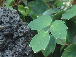 ツクシカラマツ（筑紫唐松）の葉