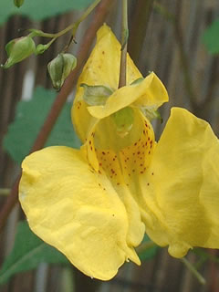 キツリフネ（黄釣船）