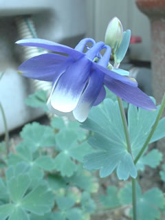 オダマキ（苧環）