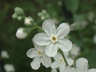 オンファロデス リニフォリア