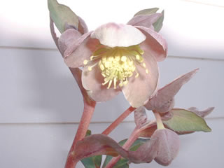 ヘレボルス リビダス