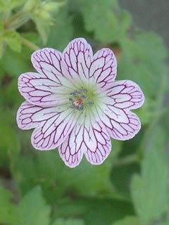 ゲラニウム バーシーカラー