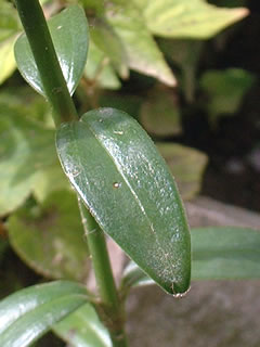 ハマナデシコの葉