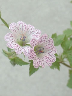 ゲラニウム バーシーカラー