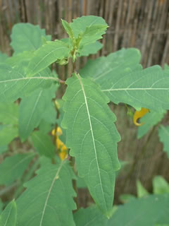 キツリフネの葉