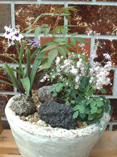 ツクシカラマツ（筑紫唐松）