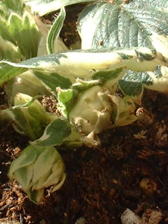 斑入りイチゴの蕾