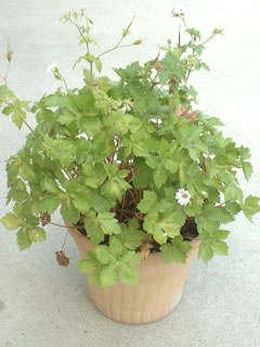 ゲラニウム バーシーカラー