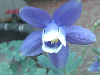 オダマキ（苧環）