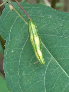 キツリフネの果実