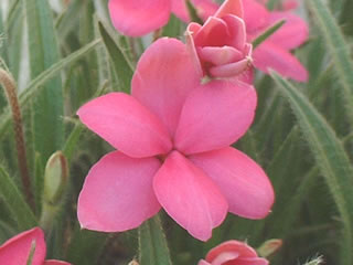 アッツザクラ（ロードヒポキシス）