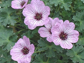 ゲラニウム キネレウム ‘バレリーナ’