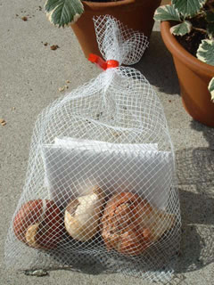 おまけ チューリップの球根