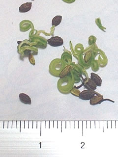 キツリフネの種子