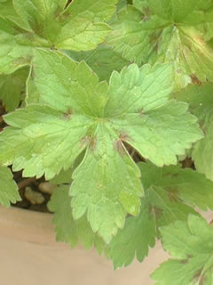 ゲラニウム バーシーカラー 葉